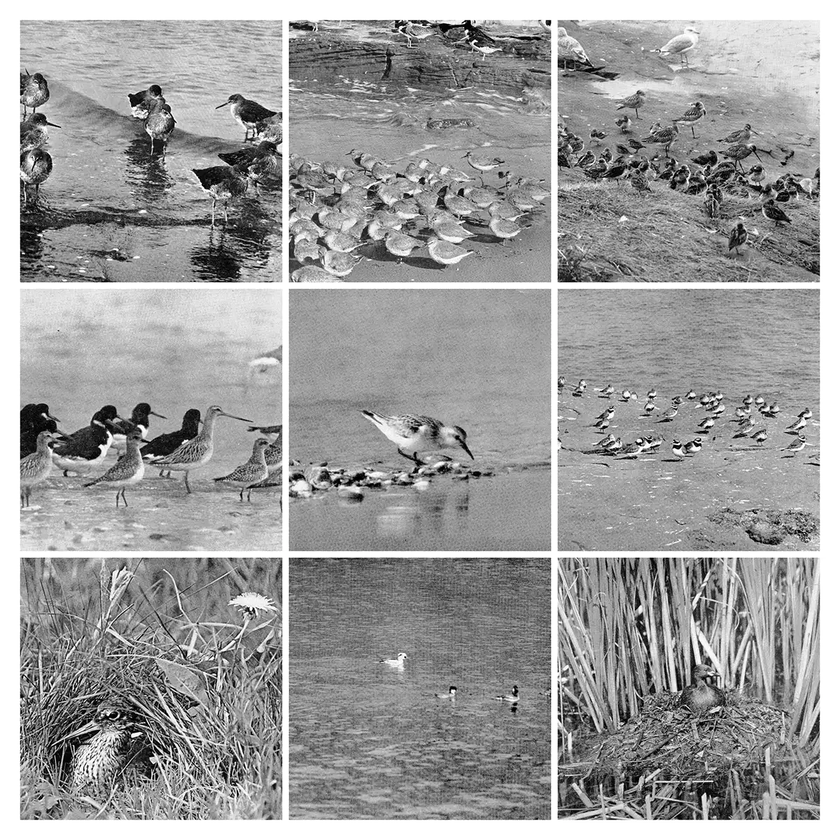 Linda Simon img194-COLLAGE (1) - filaments