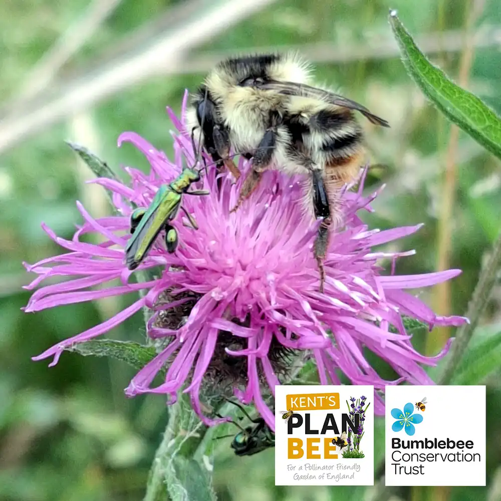 Plan Bee